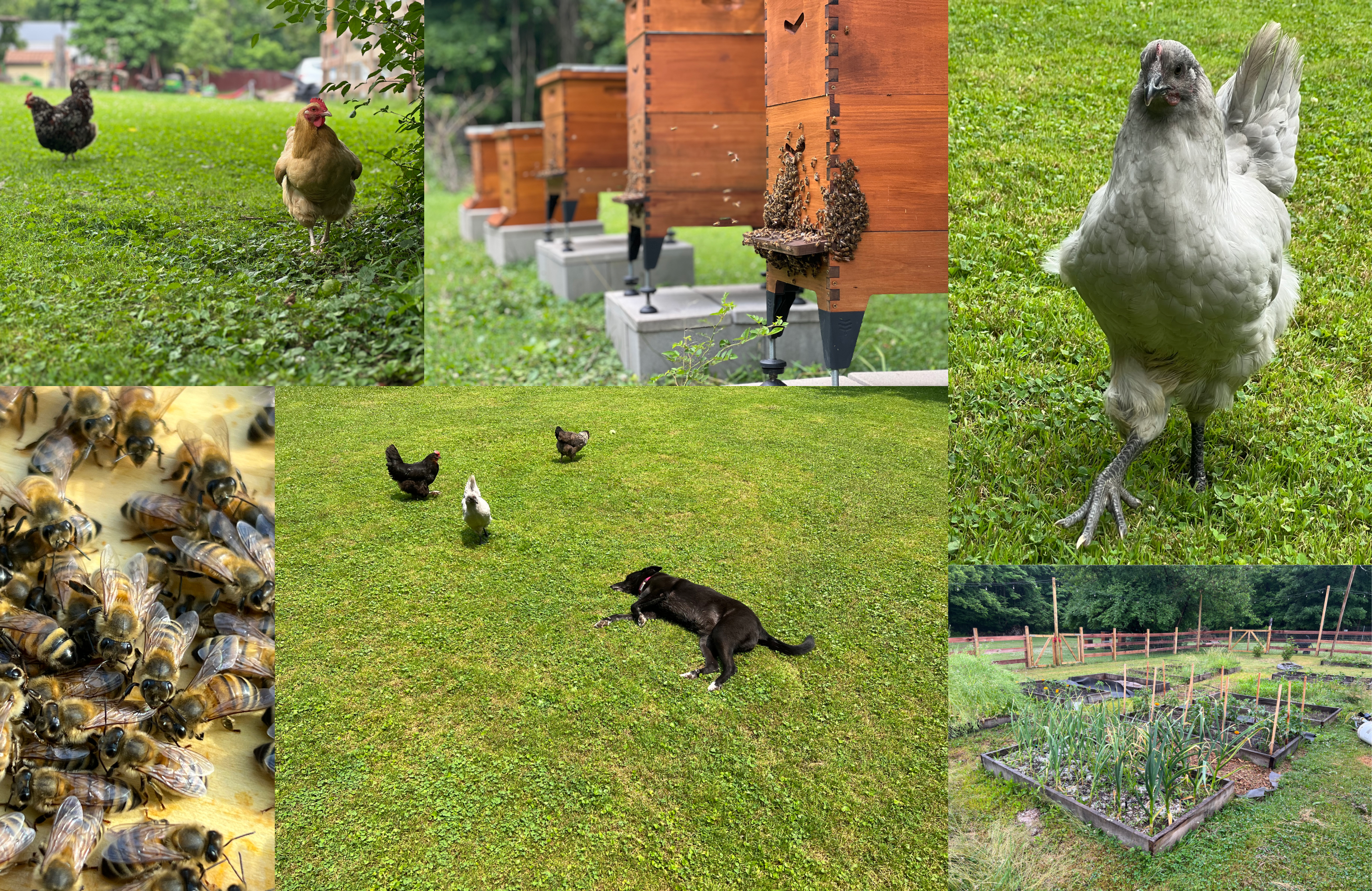 Biddy Urban Farm